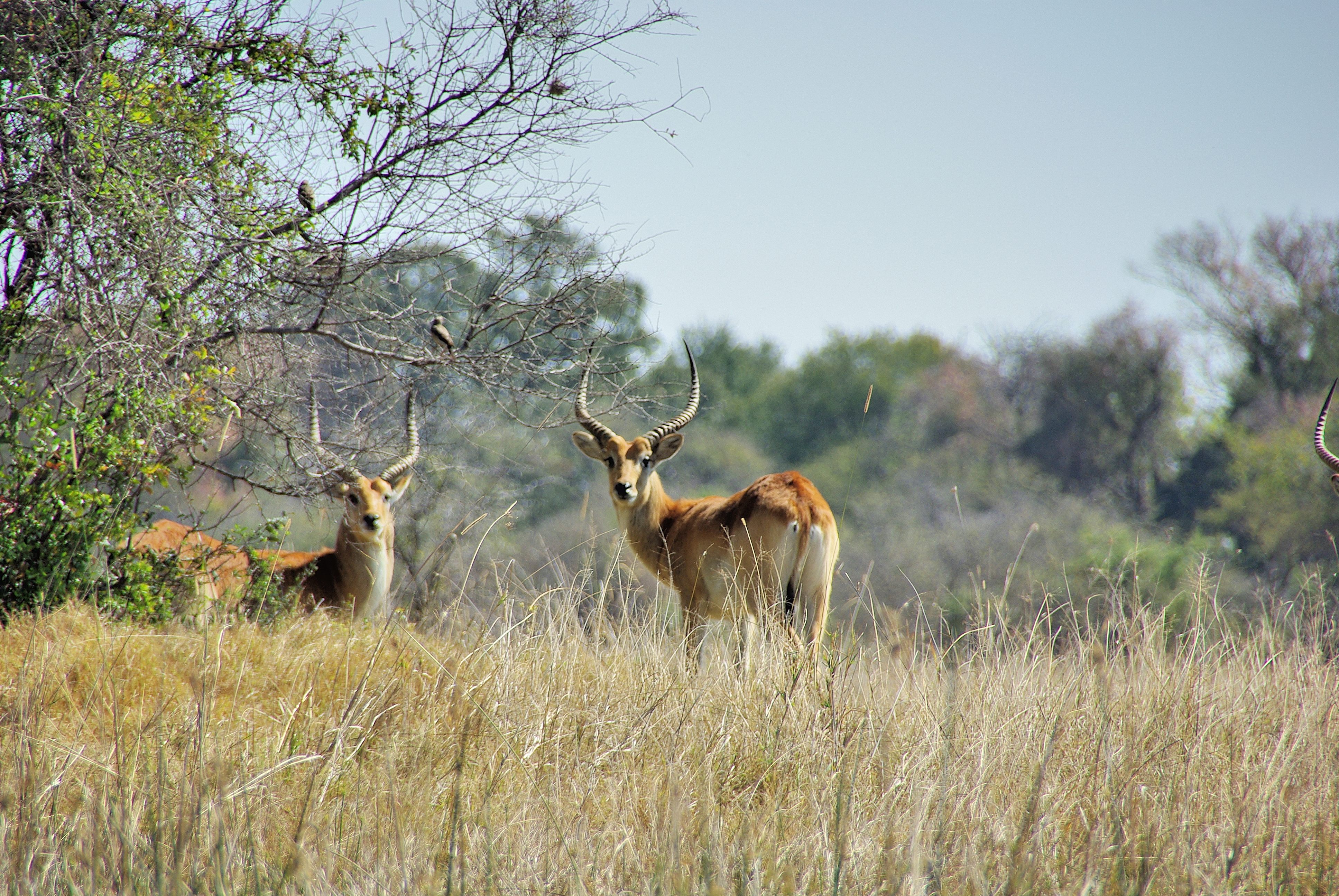 Lechwes rouges (Red lechwe, Kobus leche leche), 2 jeunes mâles regardant placidement passer notre mokoro, Chief's camp, Delta de l'Okavango, Botswana.